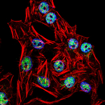 ETV4 Antibody