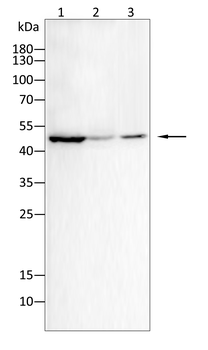 ETV4 Antibody