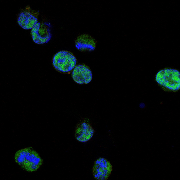 VIL1 Antibody