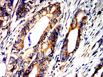 VIL1 Antibody