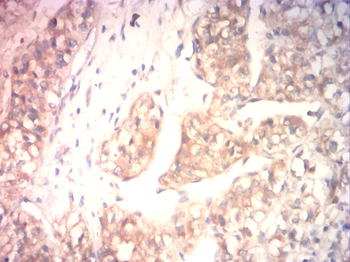 VIL1 Antibody