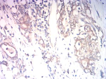 VIL1 Antibody