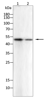 VIL1 Antibody