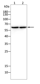 CD80 Antibody