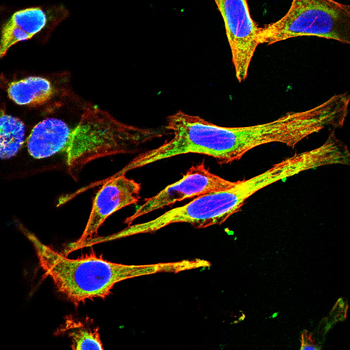 CD80 Antibody