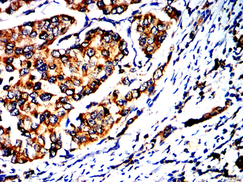 CD80 Antibody