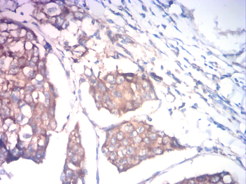 CD80 Antibody