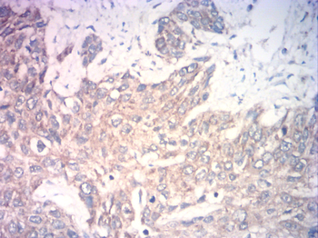 CD80 Antibody