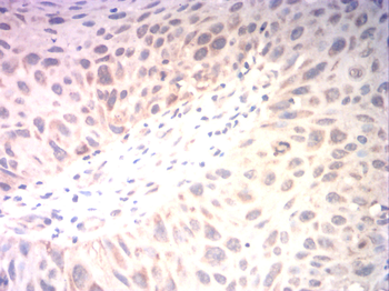 CD80 Antibody