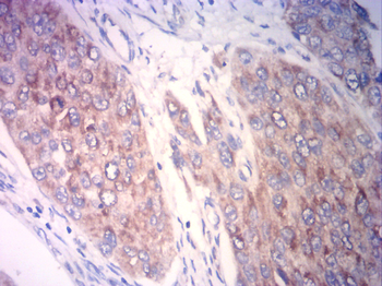 CD80 Antibody
