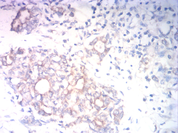 CD80 Antibody