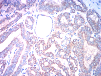 CD80 Antibody