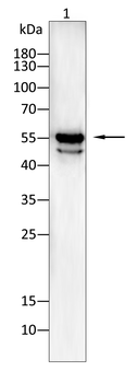 ASS1 Antibody