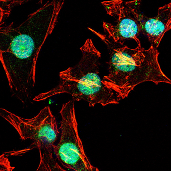 CA9 Antibody