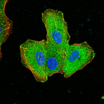 SRY Antibody