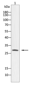 SRY Antibody