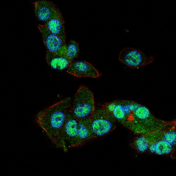 MEF2C Antibody