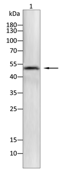 MEF2C Antibody