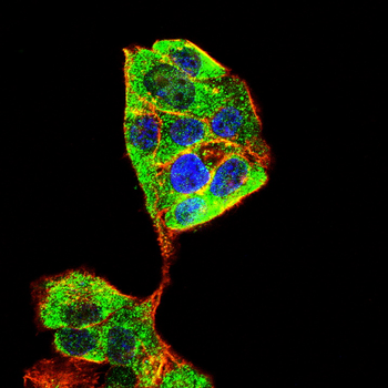 EMD Antibody