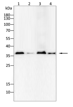 EMD Antibody