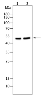 ILK Antibody