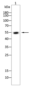 SLC2A4 Antibody