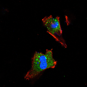 SLC2A4 Antibody