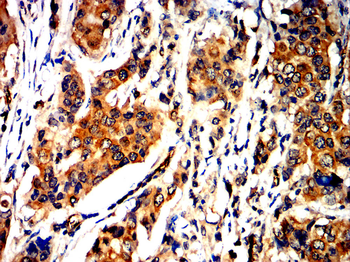 SLC2A4 Antibody