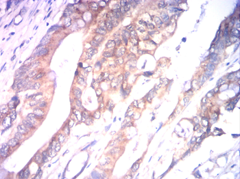 SLC2A4 Antibody