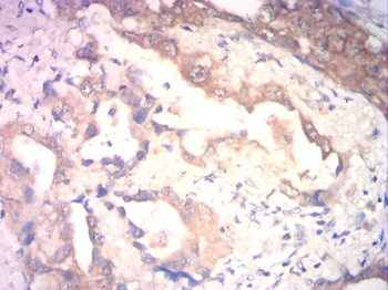 SLC2A4 Antibody