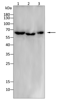 SLC2A4 Antibody