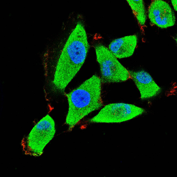 DSG3 Antibody