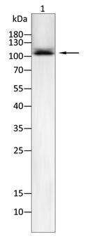 DSG3 Antibody