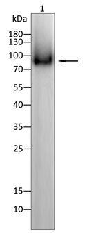 NTRK1 Antibody