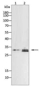 RAB10 Antibody