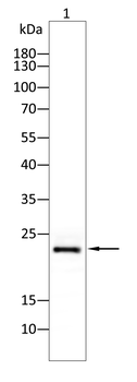 RAB10 Antibody