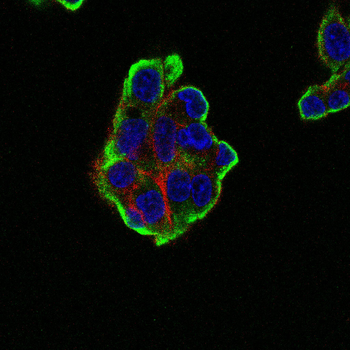 MAP2 Antibody