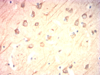 MAP2 Antibody