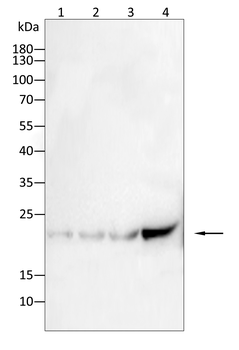 GPX4 Antibody