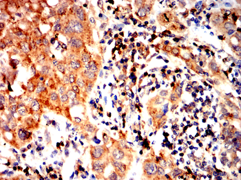 GPX4 Antibody