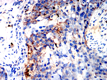 GPX4 Antibody