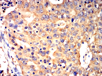 GPX4 Antibody