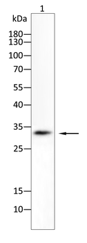 AQP1 Antibody