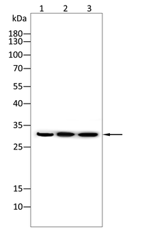 AQP1 Antibody