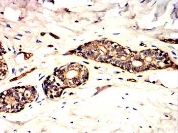 AQP1 Antibody