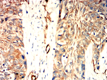 AQP1 Antibody