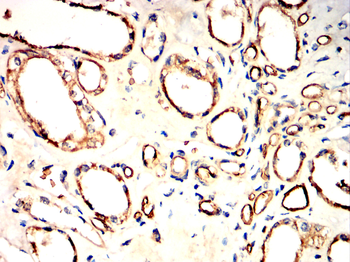 AQP1 Antibody