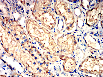 AQP1 Antibody
