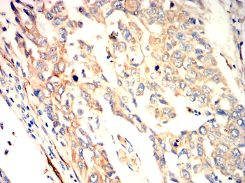 AQP1 Antibody