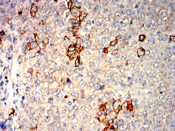AQP1 Antibody